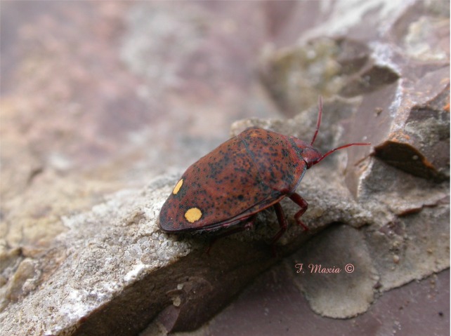 Un piacevole ri-trovamento: Solenosthedium bilunatum