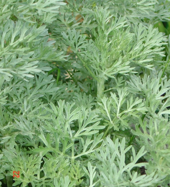 Artemisia