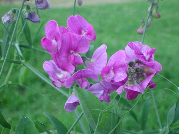 Lathyrus latifolius / Cicerchia a foglie larghe
