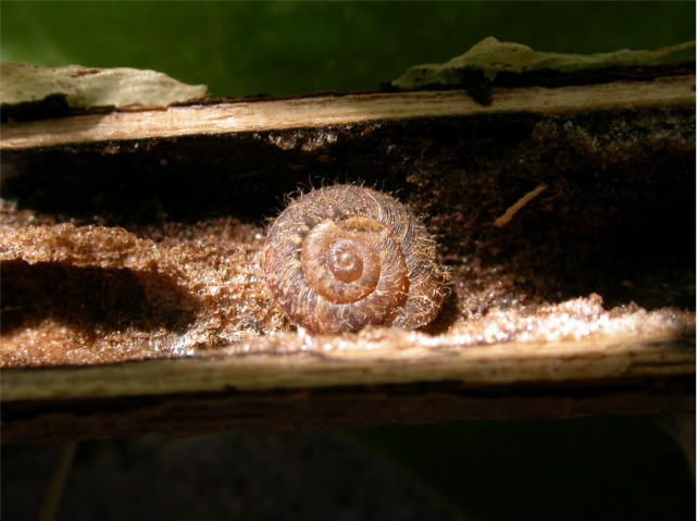 Chiocciolina pelosa Helicodonta obvoluta