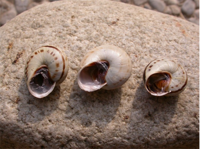 Marmorana serpentina (Férussac, 1821)