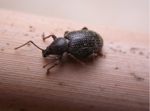 Curculionidae: Otiorhynchus cribricollis