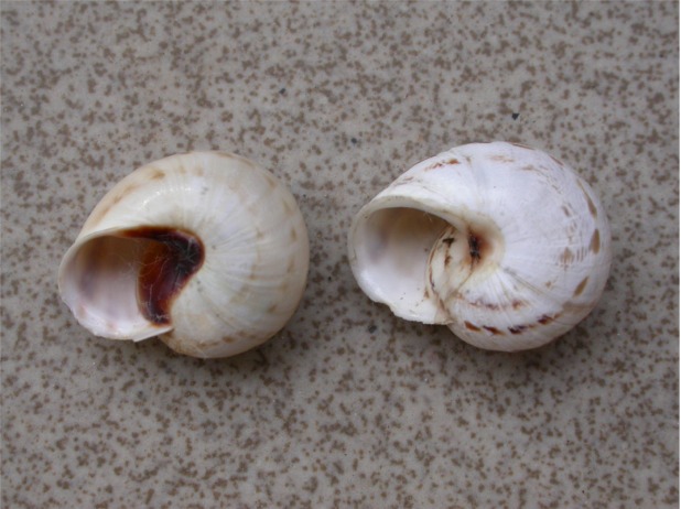Marmorana (Marmorana) serpentina (Fèrussac, 1821)