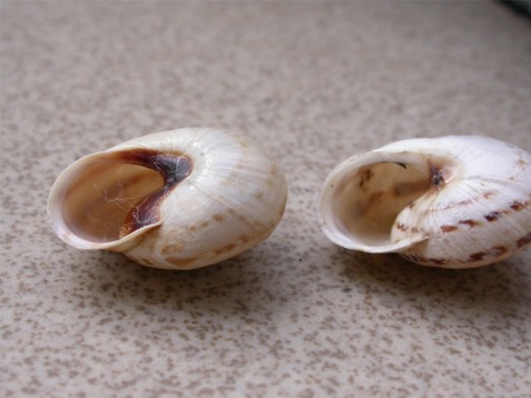 Marmorana (Marmorana) serpentina (Fèrussac, 1821)