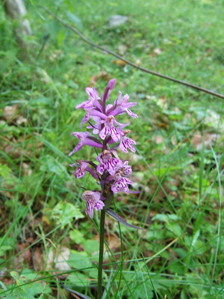 Il Triangolo Lariano
