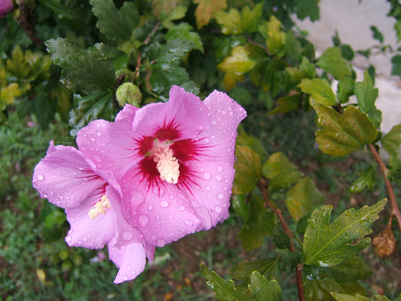 Hibiscus syriacus / Ibisco cinese (pianta coltivata)