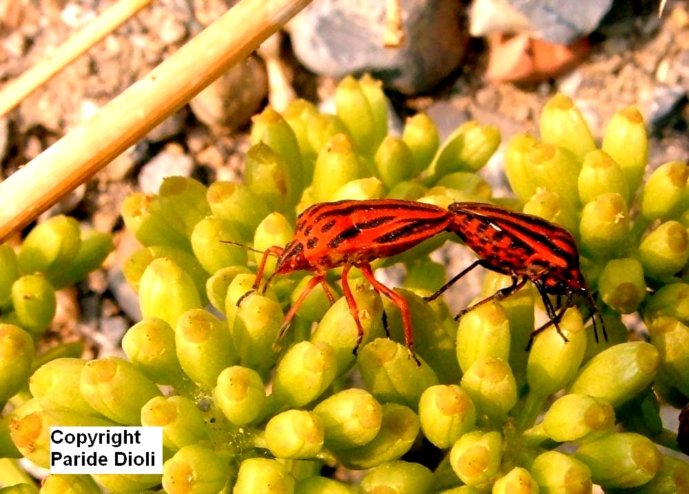 Un Graphosoma da NON determinare