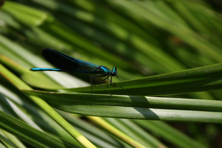 Calopteryx splendens (Odonata, Calopterygidae)