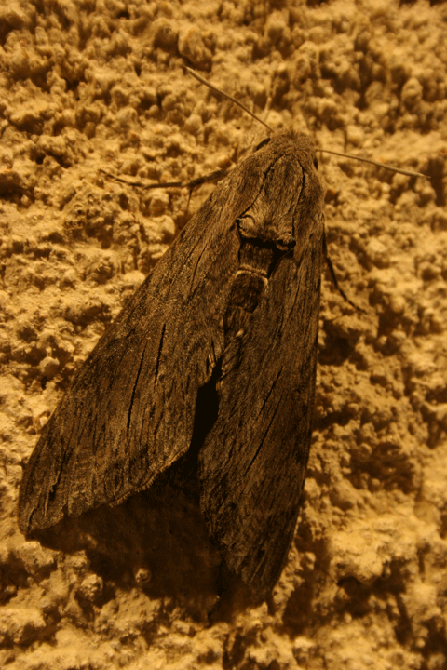 Agrius convolvuli