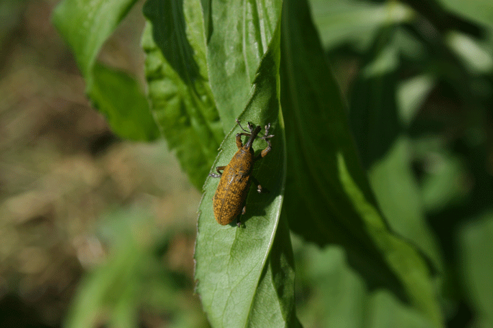 Curculionidae: Lixus (Dilixellus) cf. pulverulentus