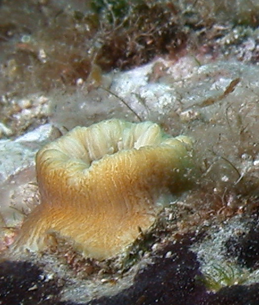 Balanophyllia europea