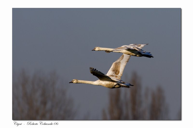 Cigno reale - Cygnus olor  &  Cigno nero - Cygnus atratus