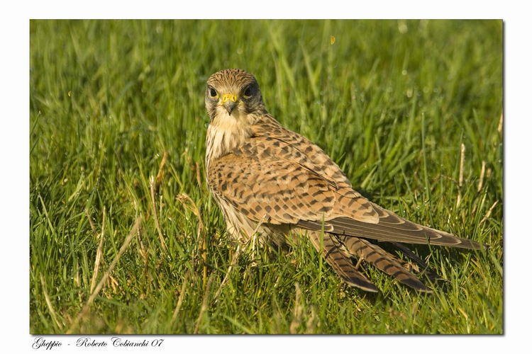 Gheppio - Falco tinnunculus