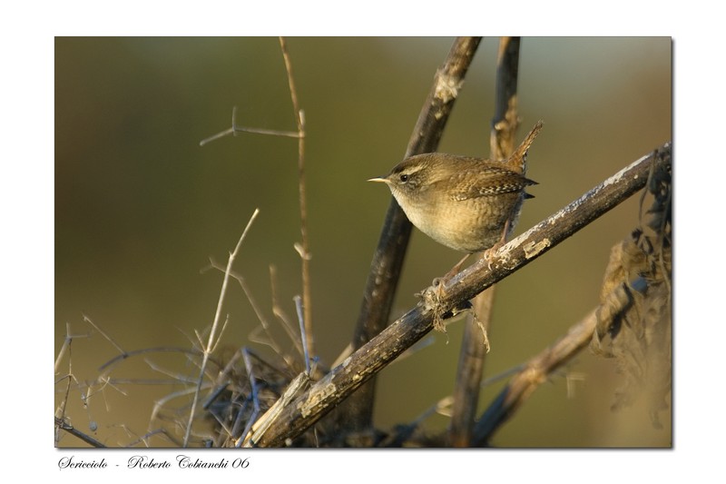 scricciolo-troglodytes troglodytes