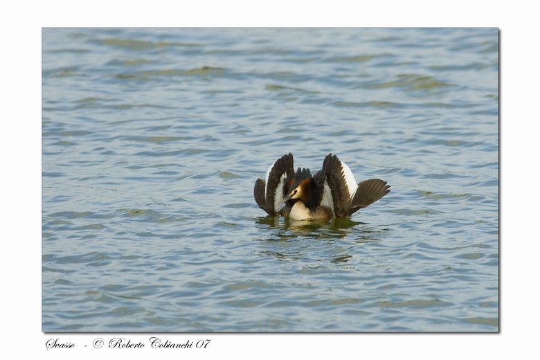Svasso maggiore - Podiceps cristatus