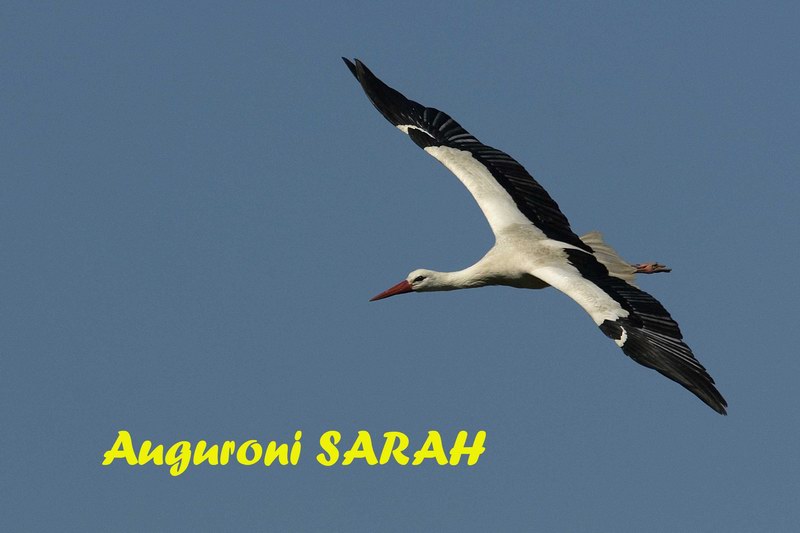AUGURI SARAH