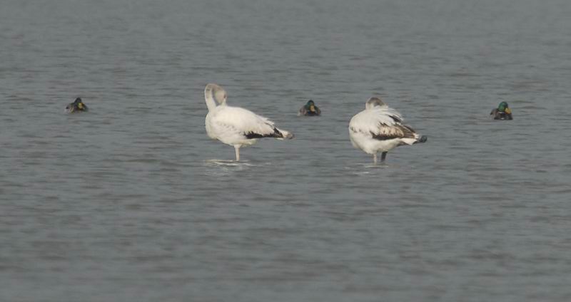 Fenicotteri nel Delta del Po
