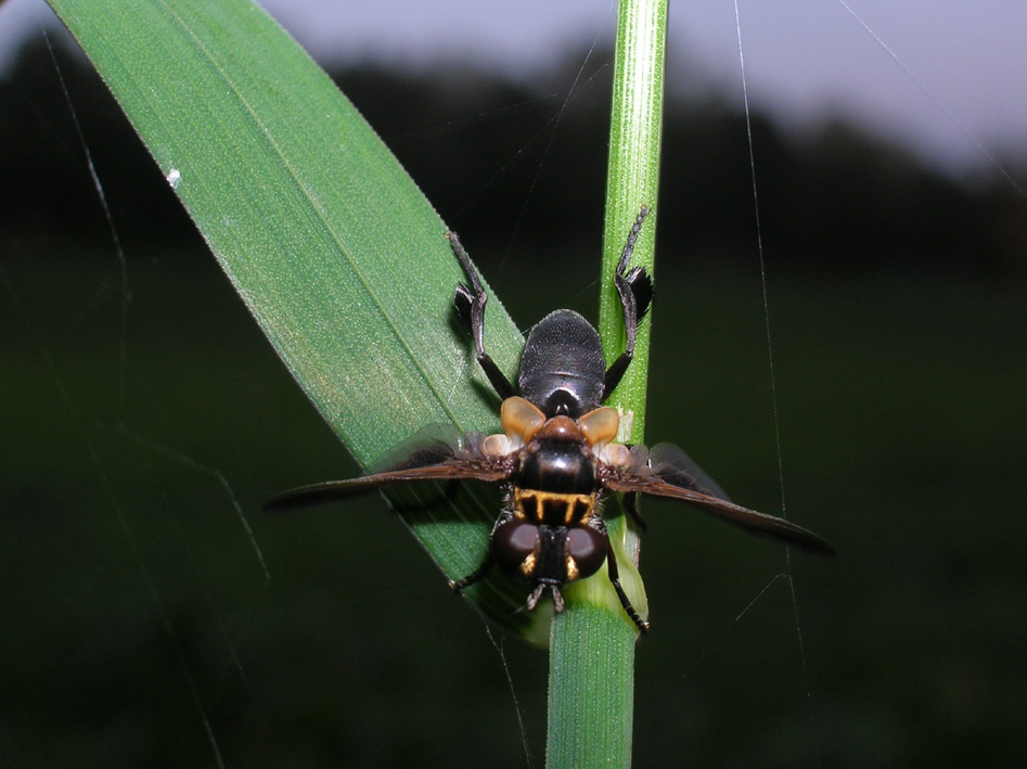 Trichopoda pictipennis (Diptera, Tachinidae)