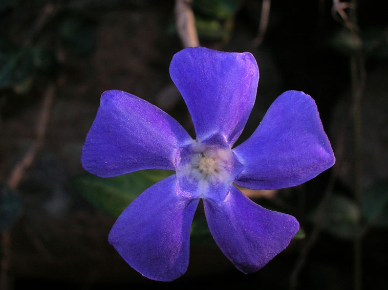 Vinca minor e altre pervinche