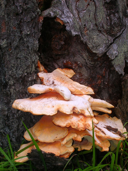 chi ? (Laetiporus sulphureus)