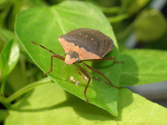 Nezara viridula