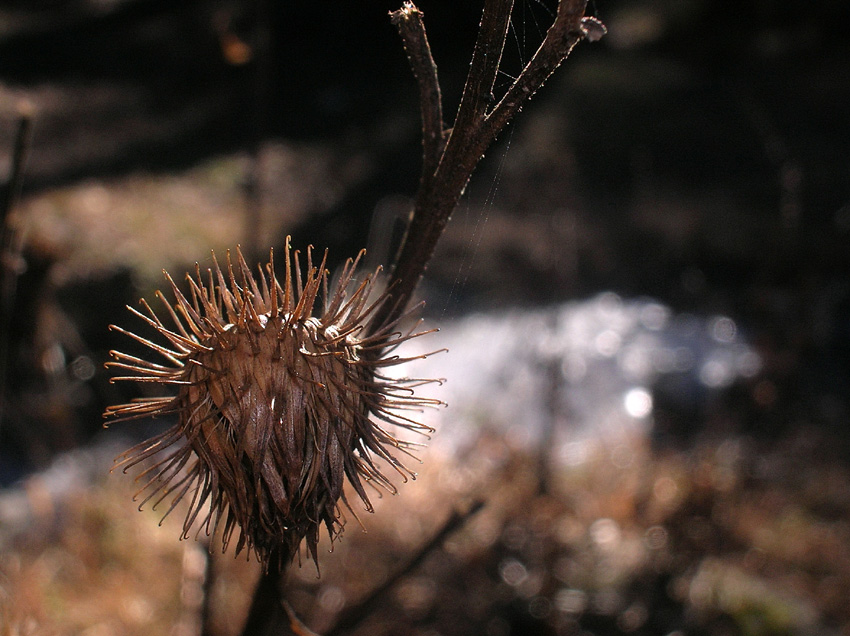 particolari