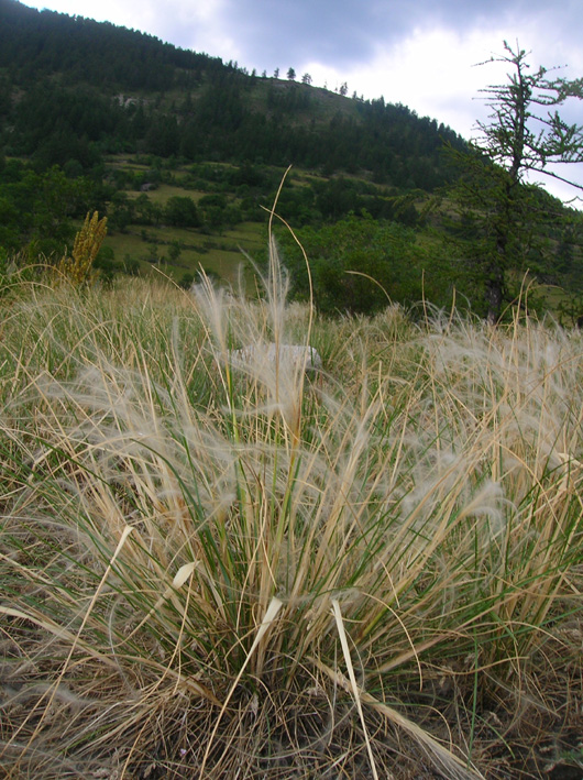 Stipa pennata / Lino delle fate