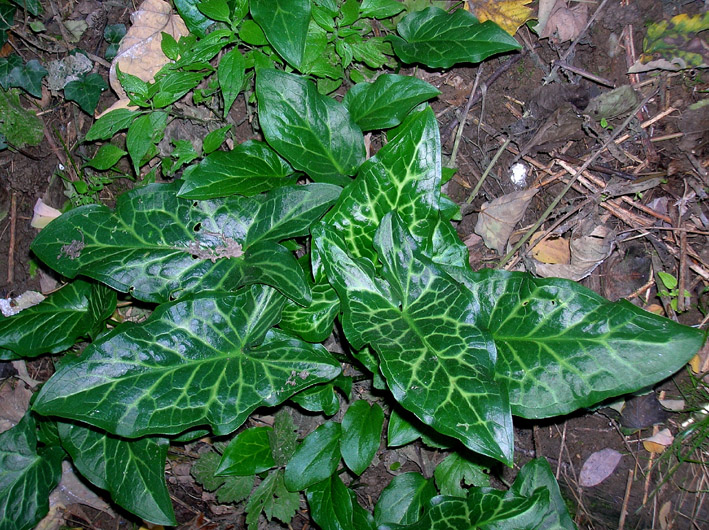 Arum italicum / Gigaro chiaro