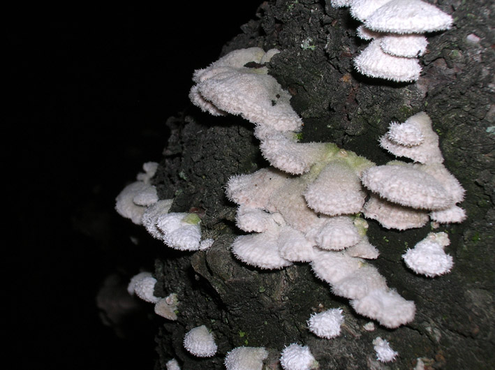 Funghi da parcheggio - (Schizopyllum commune)
