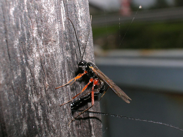 Ichneumonidae: Ephialtes manifestator