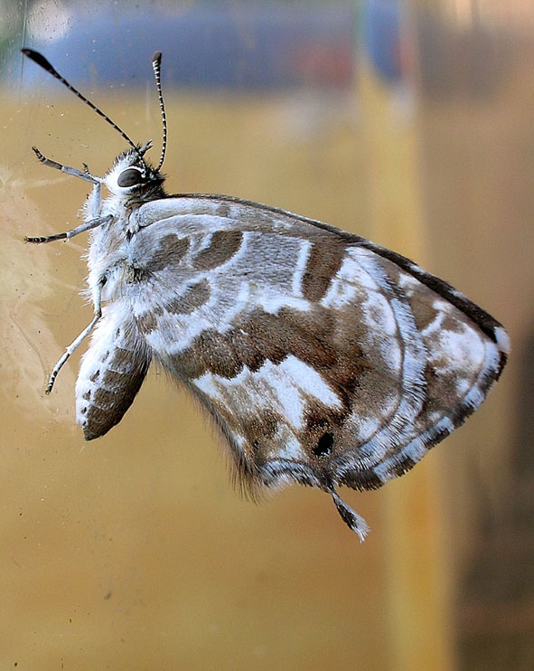 Cacyreus marshalli