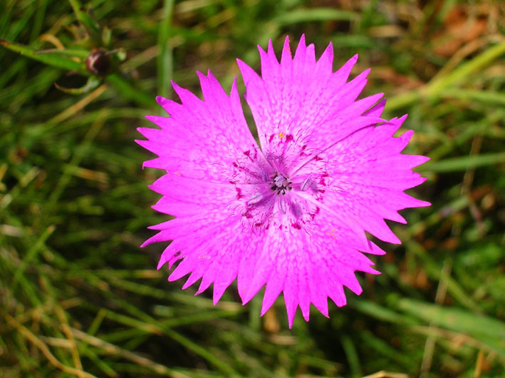 Dianthus seguieri / Garofano di Sguier