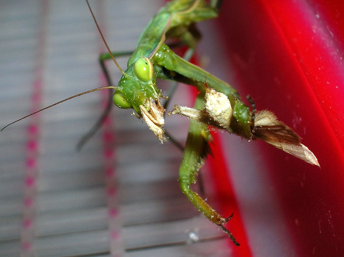 mantide religiosa