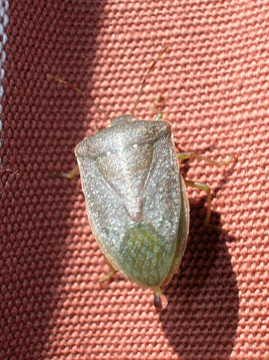 Nezara viridula