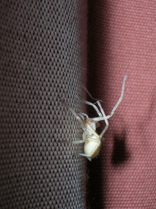 Cheiracanthium sp.