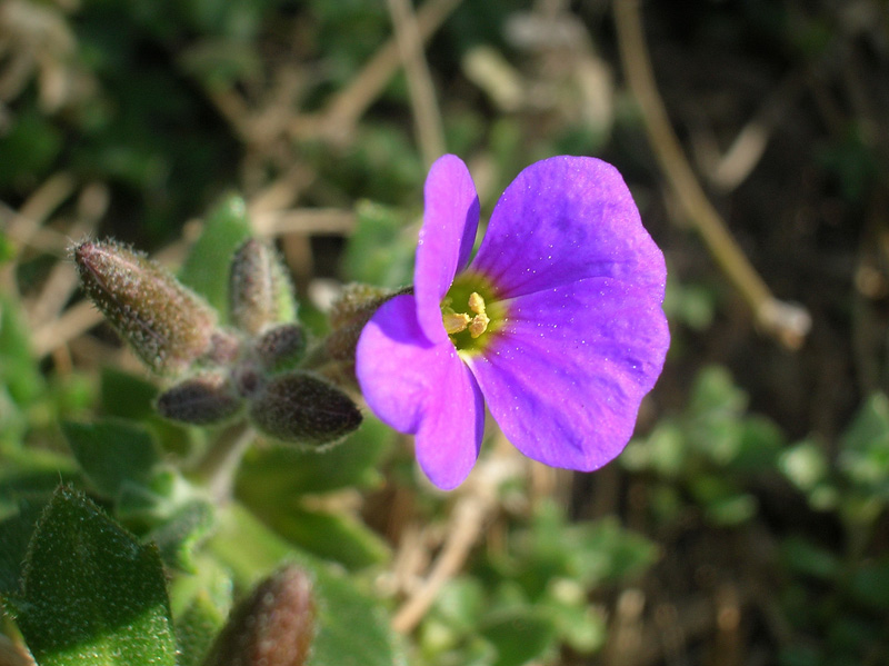 Aubrieta cfr. deltoidea (coltivata)
