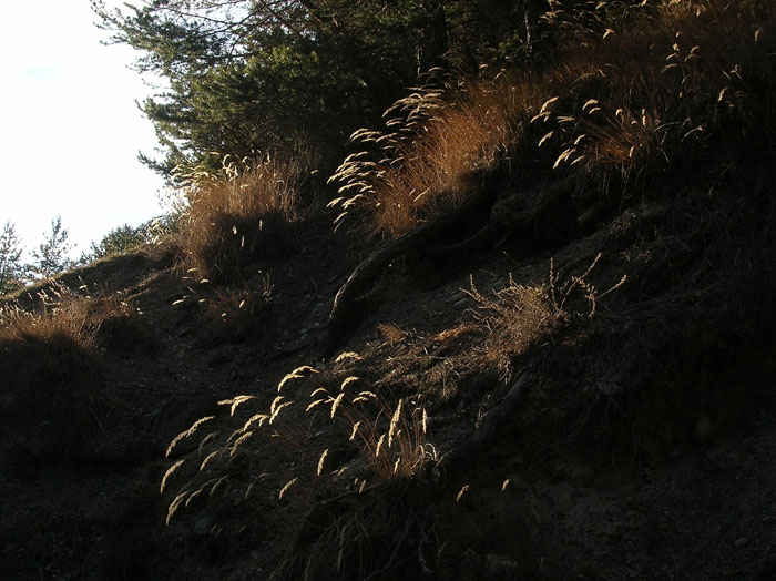 particolari