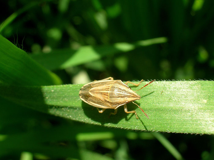 Aelia acuminata (Heteroptera, Pentatomidae)