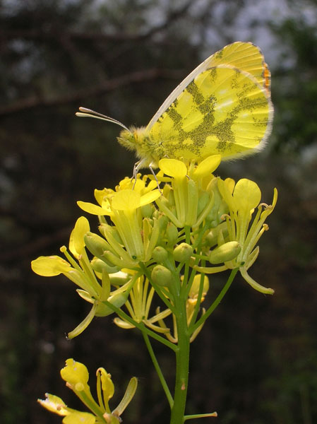 Anthocharis euphenoides in Val di Susa (Lep., Pieridae)