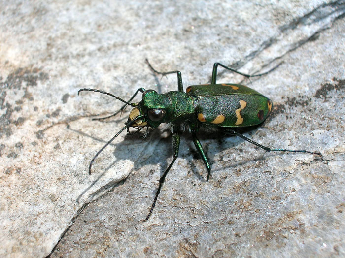 Carabide...Cicindela gallica