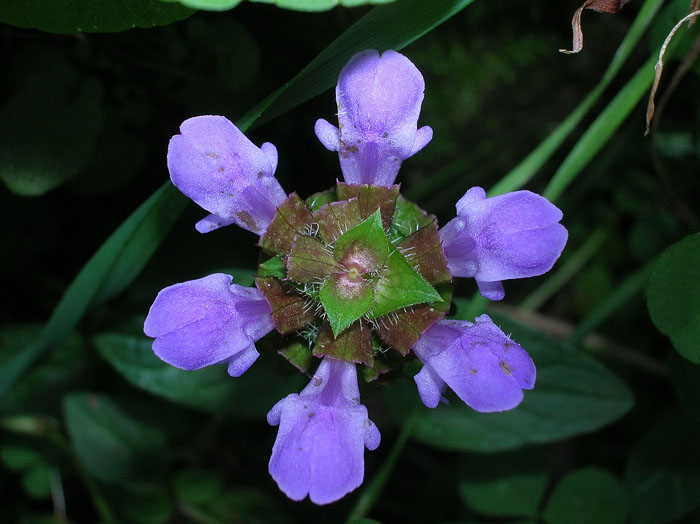 Prunella vulgaris / Prunella comune