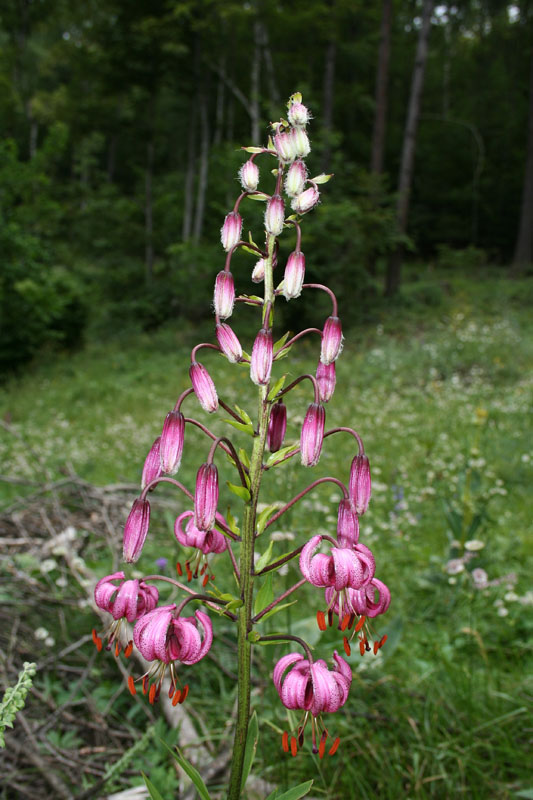 Lilium martagon / Giglio martagone