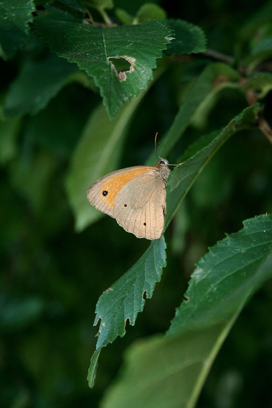 Canon EOS 350d, prime foto