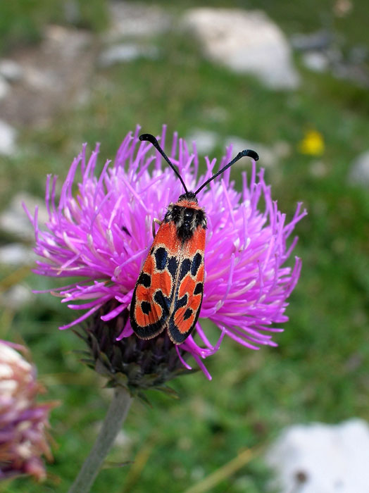 Quale zigena? - Zygaena (Agrumenia) fausta