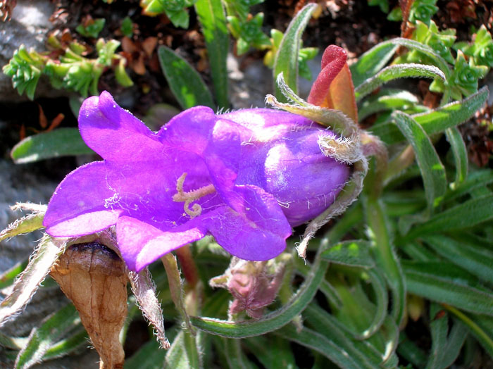 Campanula alpestris / Campanula occidentale