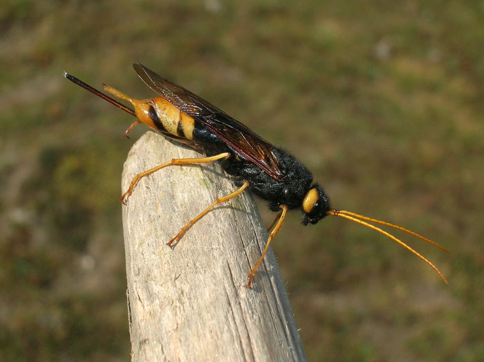 Urocerus gigas femmina e deposizione