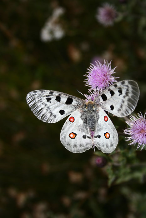 Parnassius apollo