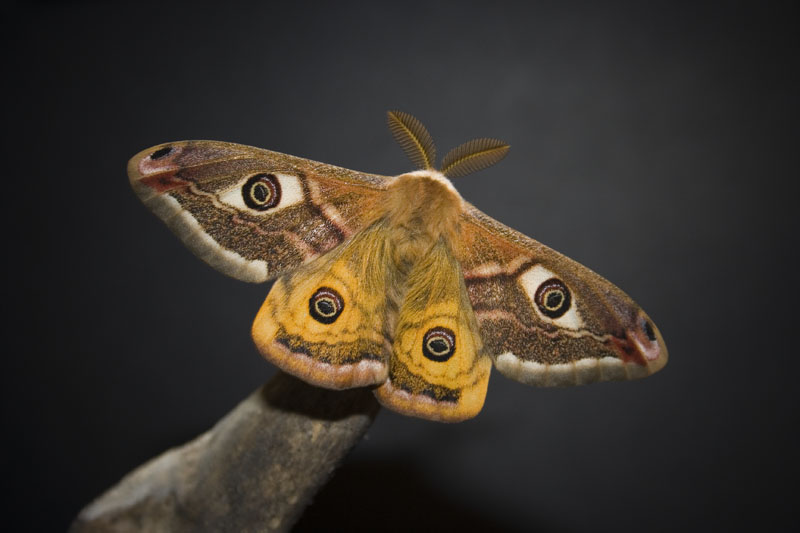 Saturnia pavoniella