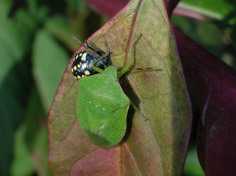 Nezara viridula