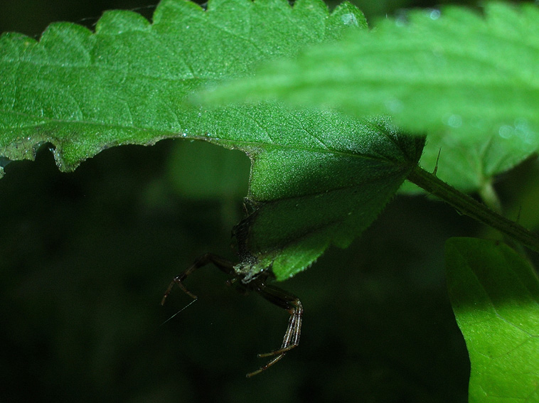 Xysticus sp.